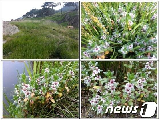 본문 이미지 - 울산 북구 당사해안에서 발견된 갯봄맞이 모습과 서식지./사진제공=울산시 © News1  