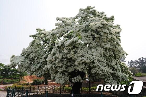 본문 이미지 - 전북 고창군 대산면 중산리 이팝나무(천연기념물 제183호)© News1 박제철 