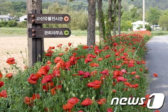 본문 이미지 - 사진제공=해남군© News1 