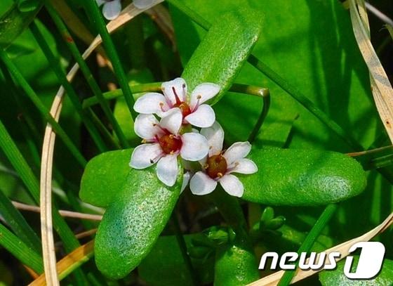 본문 이미지 - 23일 울산 북구 당사해안 일원에서 환경부 멸종위기 야생생물인 '갯봄맞이'가 자라고 있어 신비감을 더하고 있다. 갯봄맞이는 북방계 식물로 함경도 해안의 바닷가에서 자생하는 것으로 알려져 있다. 울산에서는 지난 20일 처음으로 울산생명의 숲 정우규 박사에 의해 집단 자생지가 발견됐다. 2013.5.23/뉴스1   © News1   노화정 기자
