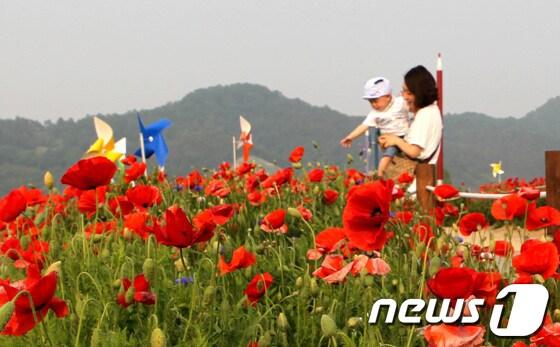 본문 이미지 - 함안군 제공© News1 
