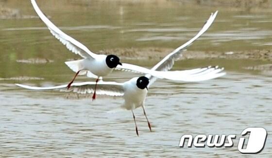 본문 이미지 - 세계적 희귀종인 검은머리갈매기가 24일 오전 인천시 연수구 송도 6·8공구에서 노닐고 있다. 검은머리 갈매기는 전세계적으로 1만 5천여 마리밖에 남지않은 국제멸종 취약종으로 현재 우리나라에는 500여마리가 남아있으며, 송도에서 유일하게 번식하고 있는 것으로 알려졌다. 2013.5.24/뉴스1 © News1 신창원 기자