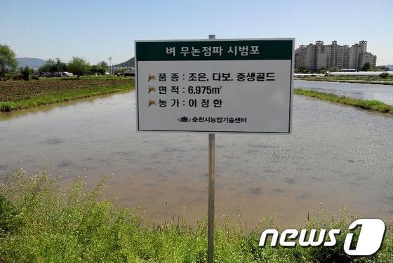본문 이미지 - 무논점파법을 시행하고 있는 논의 전경 (사진제공=춘천시 농업기술센터) © News1 