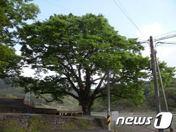 본문 이미지 - 경남 함안군 칠원면 운서리 운서마을 보호수(함안군 제공)© News1 