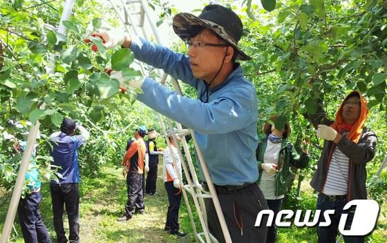 본문 이미지 - 25일 충북 청원군 사직2동 주민자치위원회가 낭성면 인경리를 찾아 농촌일손돕기를 펼치고 있다. (청원군 제공)br© News1 