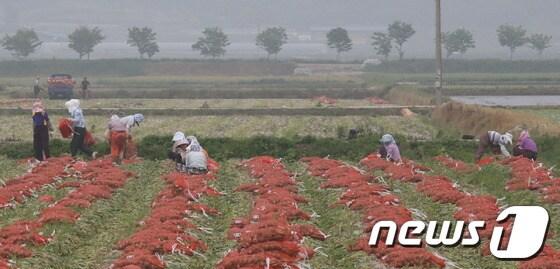본문 이미지 - /사진제공=강진군 © News1 