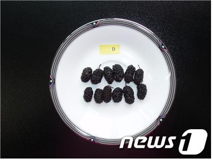 본문 이미지 - 농촌진흥청이 냉동 상태로 유통되던 오디를 진공동결건조 방식으로 반건조 오디를 생산하는 기술을 개발했다./사진제공=농촌진흥청 © News1  