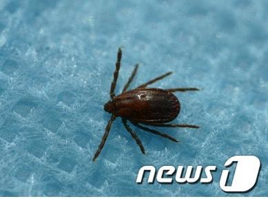 본문 이미지 - 사진은 작은 소참 진드기(질병관리본부 제공)  © News1 