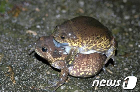 본문 이미지 - 맹꽁이의 짝짓기 모습. /뉴스1 ⓒ News1