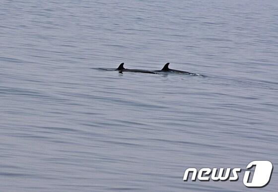 본문 이미지 - 4일 운항에 나선 울산 남구의 크루즈 고래바다여행선이 20여분간 흑범고래 20여마리를 발견했다./사진=울산 남구청 © News1 