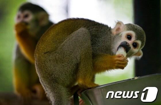 본문 이미지 - 독일 도르트문트 소재의 한 동물원에서 7일(현지시간) 다람쥐 원숭이가  먹이를 입에 넣고 있다.  이 동물원에는 독일 중동부에 위치한 할레의 동물원에서 온 7마리의 다람쥐 원숭이가 있다. © AFP=News1  