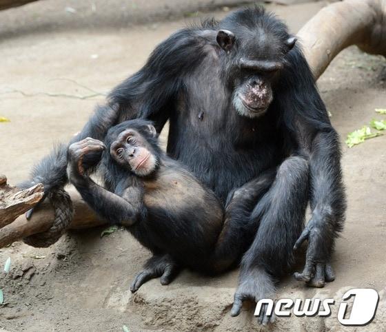 본문 이미지 - 침팬지 ⓒ AFP=News1