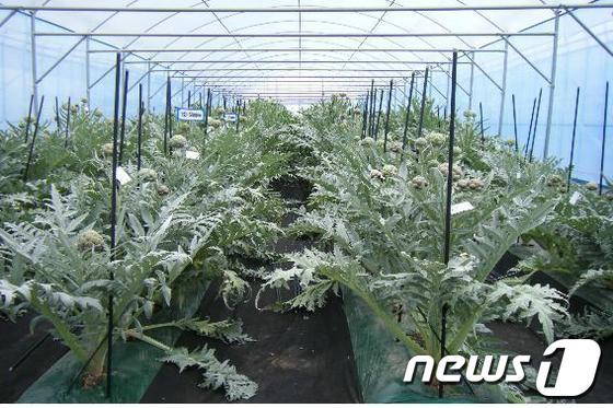 본문 이미지 - 아열대채소 아티초크./사진제공=전남도농업기술원 © News1 