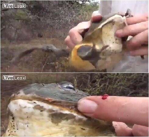 본문 이미지 - 영국 동영상 전문 사이트 '라이브리크닷컴'. © News1 