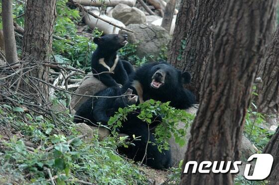 본문 이미지 - 지리산 반달가슴곰.(국립공원관리공단 제공) © News1 