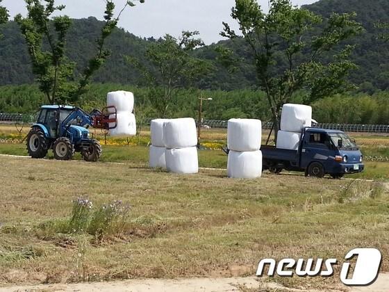 본문 이미지 - 울산시 농업기술센터가 태화강대공원에서 청보리를 수확하고 있다. (울산시 제공) © News1  