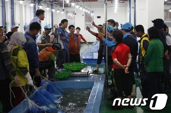본문 이미지 - 19일 오전 보성 회천수산 위판장에서 수산물 경매가 진행되고 있다.© News1 