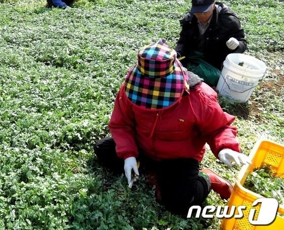 본문 이미지 - 거문도 주민들이 해풍쑥을 수학하고 있다. 사진제공=여수시/© News1 