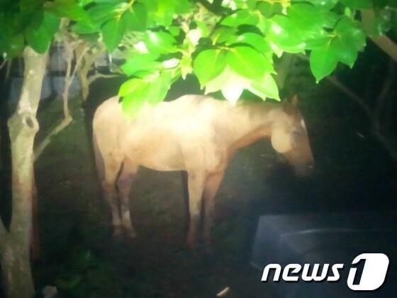 본문 이미지 - 19일 밤 10시께 전남 나주시 대호동 한 마을 감나무 과수원에 갈색 말 1마리가 나타나 경찰과 119구조대가 진땀을 흘렸다. 경찰과 119구조대는 전문가의 도움을 받아 말을 포획한 뒤 인근 목장에서 임시보호하도록 조치했다. 사진은 포획되기 전 말의 모습.(나주경찰서 금성파출소 제공) 2013.6.20/뉴스1 © News1 김호 기자