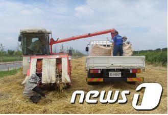 본문 이미지 - 낙동강 삼락생태공원 보리밭에서 청보리 수확작업이 진행되고 있다.© News1 