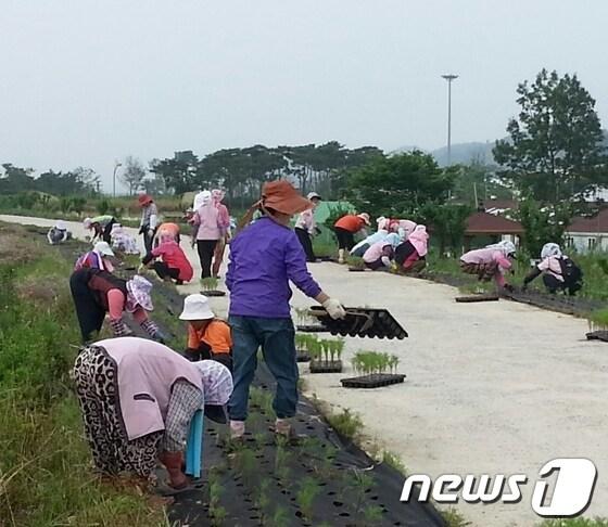 본문 이미지 - 사진제공=함평군 © News1 