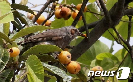 본문 이미지 - /사진제공=강진군 © News1 