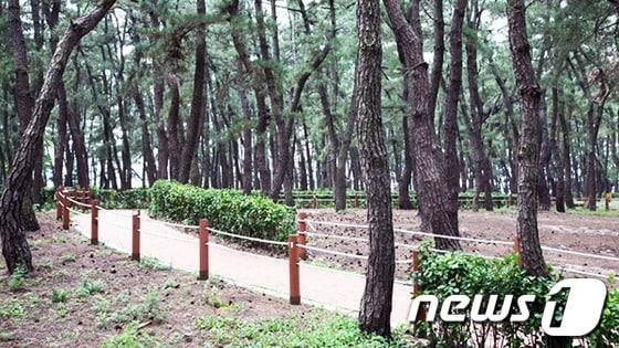본문 이미지 - 연곡해변 송림산책로 (사진제공=강릉시청) © News1 윤창완 기자