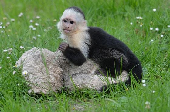 본문 이미지 - 캐나다 가수 저스틴 비버가 키우던 흰목꼬리감기원숭이 '말리'가 26일(현지시간) 독일 북부 호덴하겐의 새 보금자리인 세렝게티 파크에서 놀고 있다. 독일 세관은 지난 3월 저스틴 비버가 뮌헨 공항에 도착했을 때 이 원숭이를 압수했었다. © AFP=뉴스1 