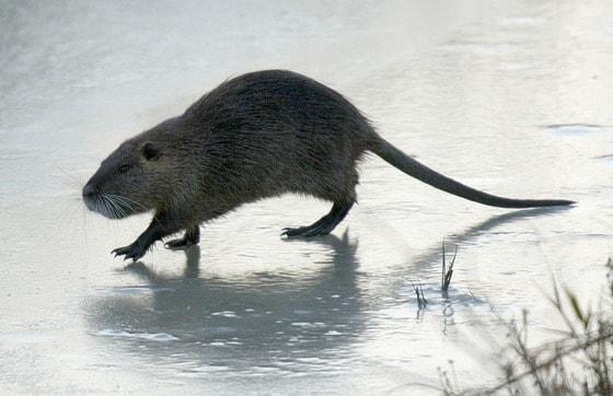 본문 이미지 - 뉴트리아. © AFP=News1 