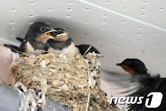 본문 이미지 - 8일 오전 경북 포항시 북구 두호종합시장 제비 둥지에 있는 새끼들이 어미새가 날아오자 먹이를 달라고 보채고 있다.2013.6.8/뉴스1 © News1 최창호 기자