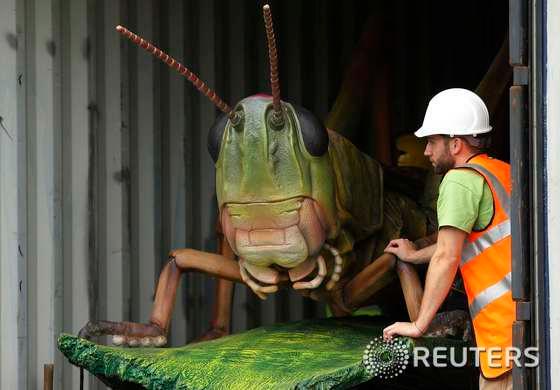 본문 이미지 - 초대형 메뚜기 모형이 1일(현지시간) 영국 북부 체스터동물원에 도착하자 인부들이 밖으로 옮기고 있다. 이 메뚜기 모형은 전갈, 무당벌레 등 12개 거대 모형과 함께 전시될 예정이다. 아래 사진은 사슴벌레 모형. © 로이터=뉴스1 