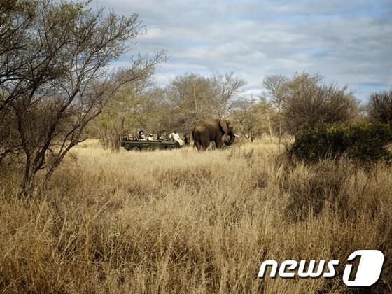 본문 이미지 - 남아공에 있는 세계 최대의 사파리 싱기타 크루거 국립공원 © News1  