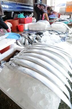 본문 이미지 - 경북 포항 죽도어시장에서 상인들이 갈치에게 얼음 찜질을 해 주고 있다. ⓒ News1