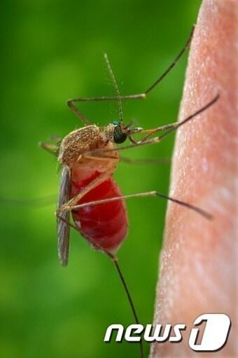 본문 이미지 - © News1