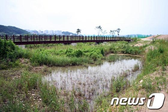 본문 이미지 - 경북 안동지역 낙동강변에 조성된 나무다리 아래 물웅덩이가 썩어가고 있다. © News1 