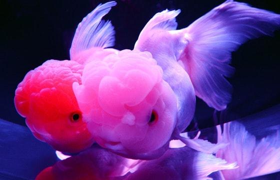 본문 이미지 -  12일 일본 도쿄에서 열린 '아트아쿠아리움' 전시회 언론 공개 행사에서 금붕어들이 물탱크 속을 헤엄치고 있다. 어류 연구가 기무라 히데토모가 마련한 이 전시회는 이달 13일부터 9월 23일까지 열린다. © AFP=뉴스1  