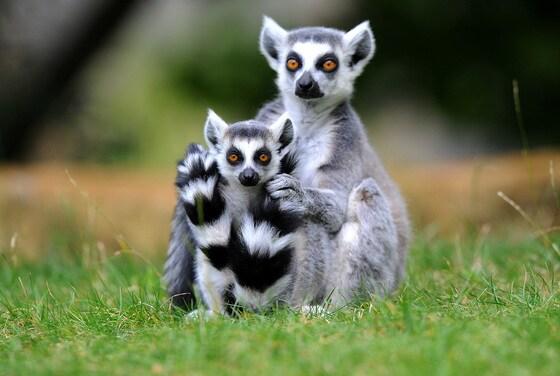 본문 이미지 - 여우원숭이과동물인 호랑꼬리리머 모자가 15일(현지시간) 독일 드레스덴의 동물원 내 사육장 잔디에 앉아 호기심 가득한 표정을 짓고 있다. 호랑꼬리리머는 아프리카 마다가스카르섬에만 서식하는 희귀동물이다.©AFP=뉴스1  