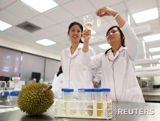본문 이미지 - 국립 싱가포르대학 연구원 크리스틴 리(왼쪽)와 프랜시스카 타냐수리가 16일(현지시간) 학교 연구실에서 두리안 와인을 담은 유리병과 유리잔을 비교해 보고 있다. 이 연구원들은, 어떤 이들에겐 맛있고 어떤 이들에겐 역겨운 자극적인 향을 가진 열대과일 두리안에다 전통적인 와인 발효방법을 사용해 와인을 만드는데 성공했다. 이들은 여러가지 평가를 거친 뒤 와인을 상업화할 방법을 찾고 있다. © 로이터=뉴스1  