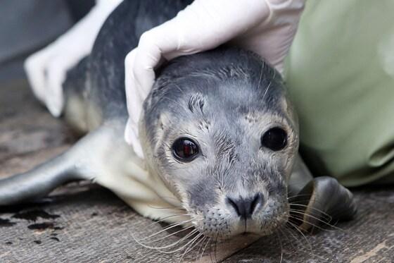 본문 이미지 - 독일 함부르크에서 구조된 물개 '로비'가 16일(현지시간) 소방구조대에서 건강상태를 검사받고 있다. 태어난 지 3주된 로비는 그물에 걸려 있다 행인에 의해 발견돼 구조됐다. 로비는 북해 프리드리히코크 물개 보호구역으로 보내질 예정이다. © AFP=뉴스11  