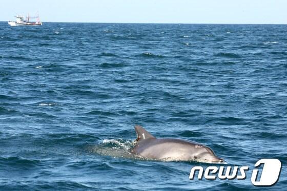 본문 이미지 - 남방큰돌고래 제돌이와 춘삼이의 방류행사가 열린 18일 제주시 구좌읍 김녕 앞바다에서 방류 된 제돌이가 먼 바다를 향해 나아가고 있다. (서울시 제공) 2013.7.18/뉴스1 © News1   