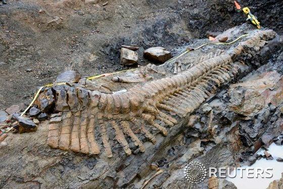 본문 이미지 - 쥐라기시대 번성했던 하드로사우루스공룡(일명 오리주둥이공룡)의 꼬리 부분 화석 사진이 22일(현지시간) 멕시코 국립인류역사연구소(INAH)에 의해 공개됐다. 하드로사우루스 공룡의 꼬리화석은 INAH가 코아우일라주 제너럴 세페다지역에서 발굴한 것으로  INAH와 멕시코 국립자치대학의 고생물학자들은 멕시코에서는 처음 발견된 이 공룡의 꼬리화석에서 50개의 등뼈를 완벽하게 복원했다. © 로이터=뉴스1  