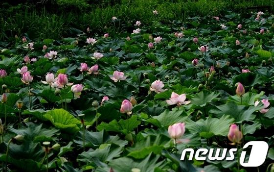 본문 이미지 - 광주시 광산구 비아,수완 왕버들 연꽃축제위원회는 27일부터 이틀간 우미린 2차아파트옆에서 연꽃축제를 연다.© News1 