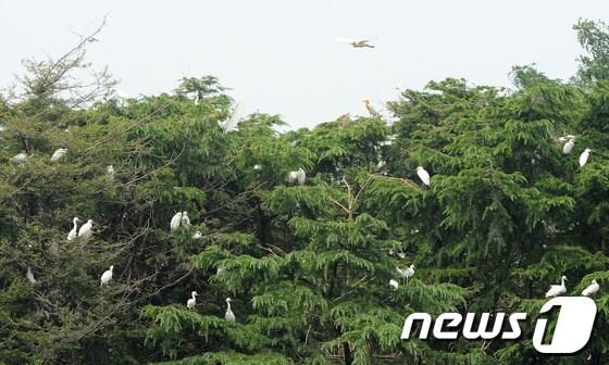 본문 이미지 - 29일 전북 전주시 덕진구 덕진동 건지산에서 집단 서식하는 백로들이 쏟아내는 배설물과 소음으로 주민들이 피해호소를 하고 있다.2013.7.29/뉴스1 © News1 김대웅 기자
