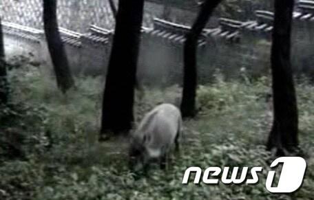 본문 이미지 - 창덕궁 CCTV 폐쇄회로에 찍힌 멧돼지.(사진=창덕궁 관리사무소 제공) 2013.7.29/뉴스1 © News1