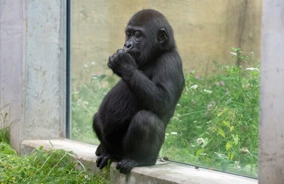 본문 이미지 - 3일(현지시간) 독일 슈투트가르트 빌헬마 동물원의 새로 지은 원숭이 우리에서 새끼고릴라 한 마리가 앉아 있다. © AFP=뉴스1 