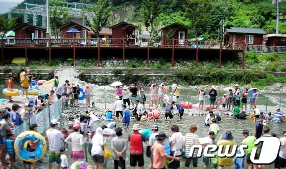 본문 이미지 - 삼척 덕풍계곡에서 산천어잡기 체험을 하는 관광객들의 모습. (사진제공=삼척시청) 2013.7.29./뉴스1ⓒ News1