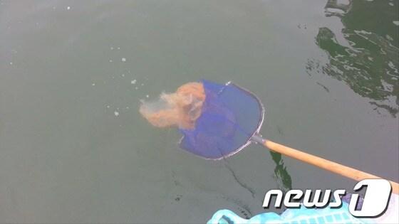 본문 이미지 - 해파리 구제 모습. (울산해양경찰서 제공) 2013.7.30/뉴스1
