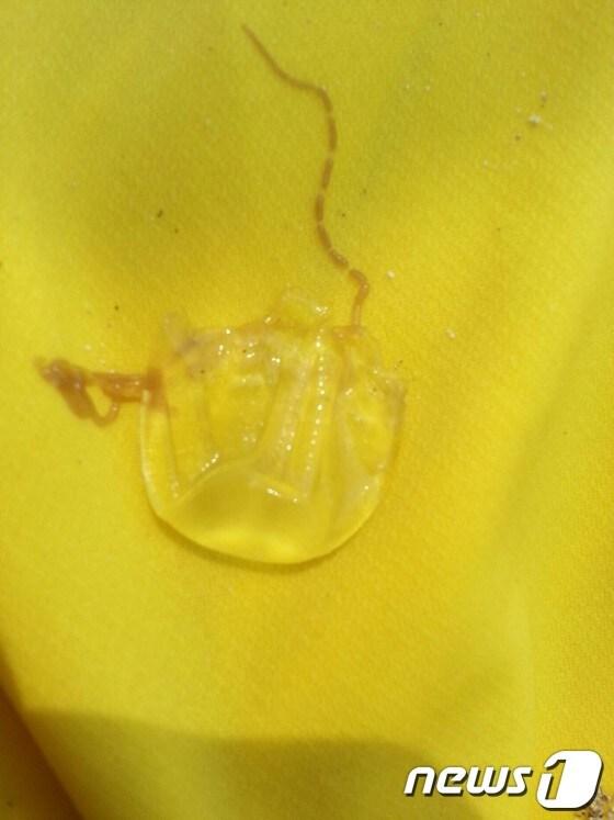 본문 이미지 - 제주해변에 출몰해 피서객들을 공격하고 있는  해파리. 국내 미기록종으로 생김새는 맹독성으로 분류되는 라스톤입방해파리와 유사하다. (사진=제주해양경찰서) © News1   이상민 기자