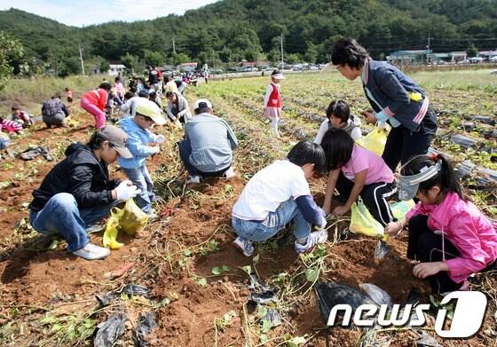 본문 이미지 - 단양 샘양지권역을 방문한 어린이와 부모들이 고구마 캐기 농촌체험을 하고 있는 모습. © News1 