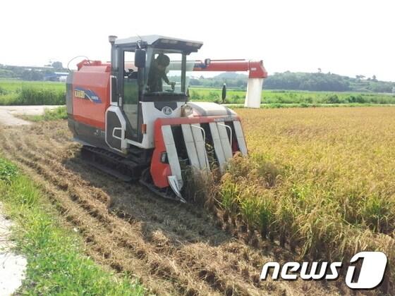 본문 이미지 - 사천시 서포면 다평들에 조성된 조기햅쌀 재배단지 김정우씨의 논 2ha에서 첫 벼 베기가 시작됐다.<사천시 제공> © News1 